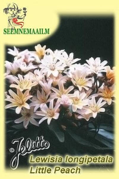 Lewisia longipetala "Little Peach" hybr.