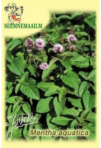 Wild Water Mint (bergamot mint)