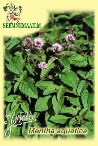 Wild Water Mint (bergamot mint)