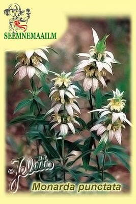 Dotted horsemint (spotted beebalm, dotted horsemint)