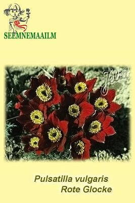 Pasque flower "Rote Glocke"