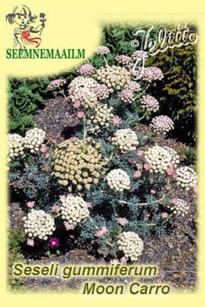 Жабрица камеденосная "Moon Carrot" (Seseli gummiferum)