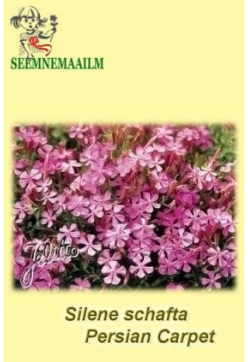 Moss Campion "Persian Carpet" (Catchfly)