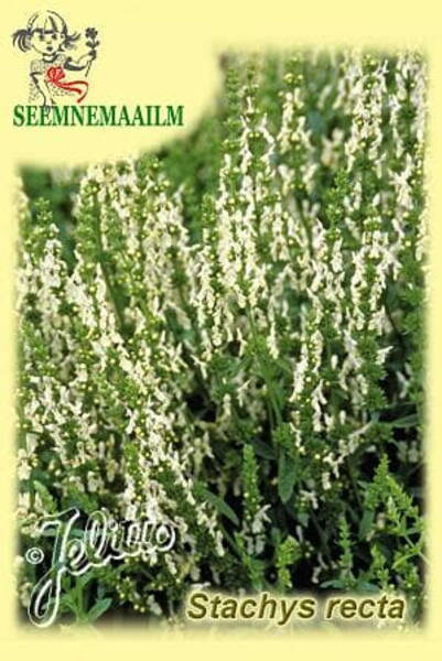 Stachys recta