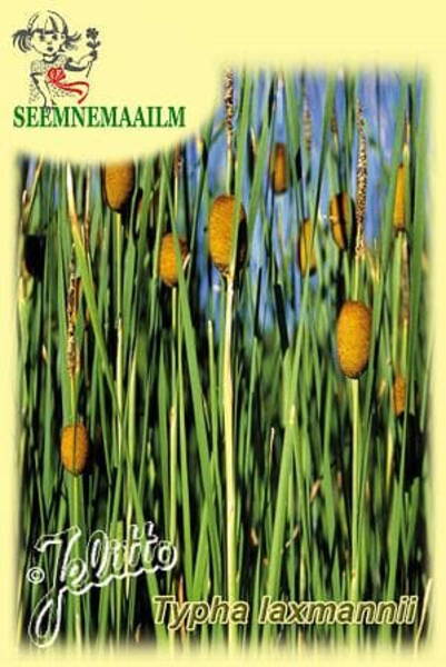 Typha laxmannii