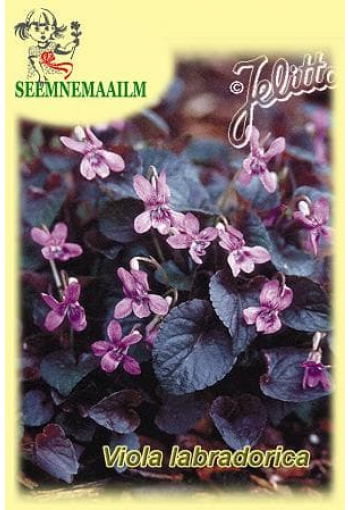 Фиалка лабрадорская "Purpurea" (Viola labradorica)