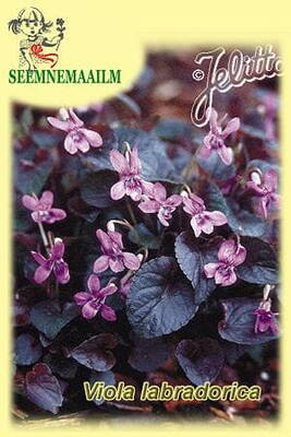 Purple Labrador Violet "Purpurea"