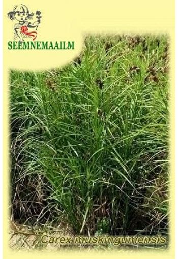 Осока пальмолистная (Carex muskingumensis)