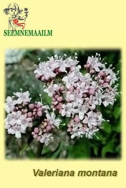 Mägipalderjan Valeriana montana