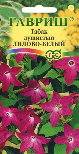 Lilltubakas "White-Lilac" (lõhnav tubakas) Nicotiana alata
