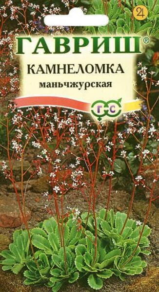 Mandžuuria kivirik Saxifraga manshuriensis