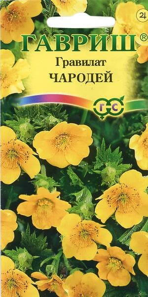 Püstmõõl "Charodei" Geum aleppicum