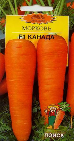 Porkkana "Canada" F1