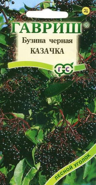 Must leeder "Kazachka" Sambucus nigra