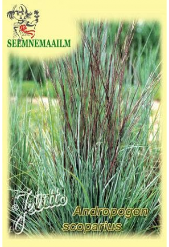 Бородач веничный (Schizachyrium, Andropogon scoparius)