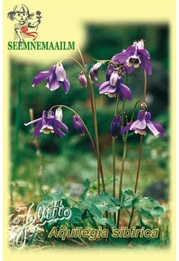 Аквилегия сибирская (Водосбор сибирский) Aquilegia sibirica