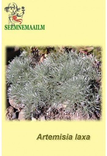 Полынь альпийская (Artemisia laxa)