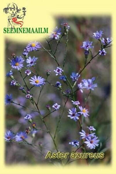 Skyblue aster (azure aster)