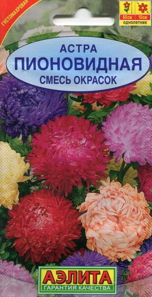 Aster "Pionovidnaja" (mix)