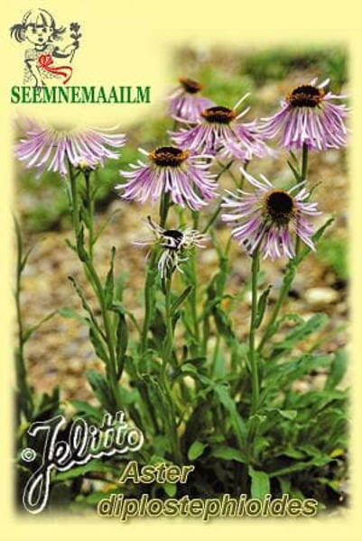 Астра Aster diplostephioides