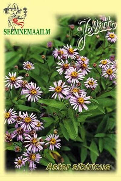 Siberi aster Aster sibiricus
