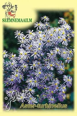 Violet Prairie Aster (Fall Aster, Turbinate Aster, Mauve-flowered starwort)