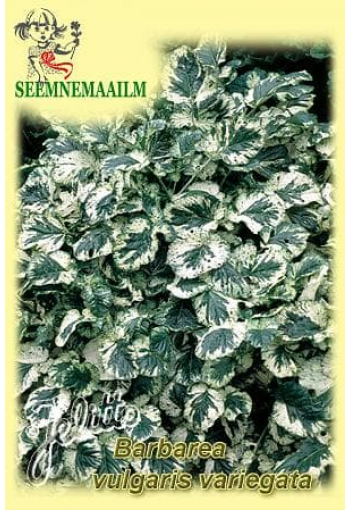 Bangyllen "Variegata Winter Cream" (vanlig sommargyllen, vinterkrasse)