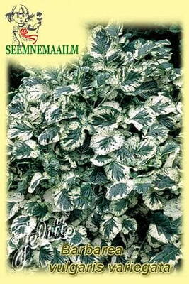 Bangyllen "Variegata Winter Cream" (vanlig sommargyllen, vinterkrasse)