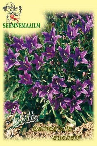 Колокольчик Оше (Campanula aucherii)