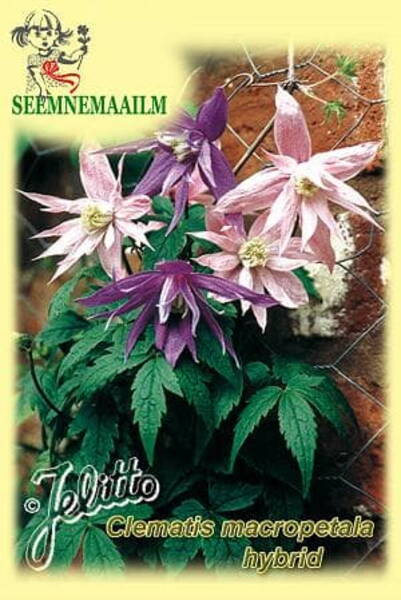 Downy clematis (mix)