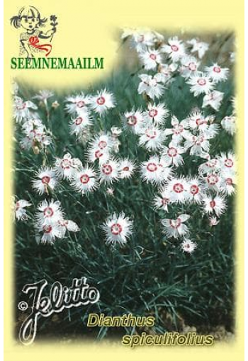 Гвоздика остролистная (Dianthus spiculifolius)