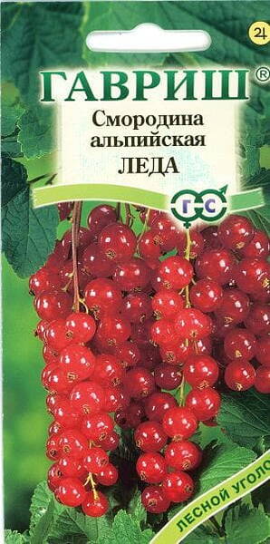 Mage sõstar "Leda" Ribes alpinum