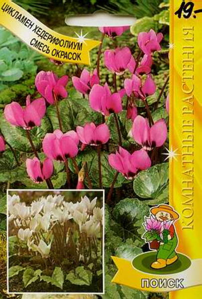 Naapoli alpikann (segu) Cyclamen hederifolium