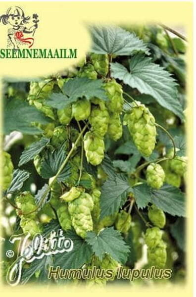 Хмель обыкновенный (Humulus lupulus)