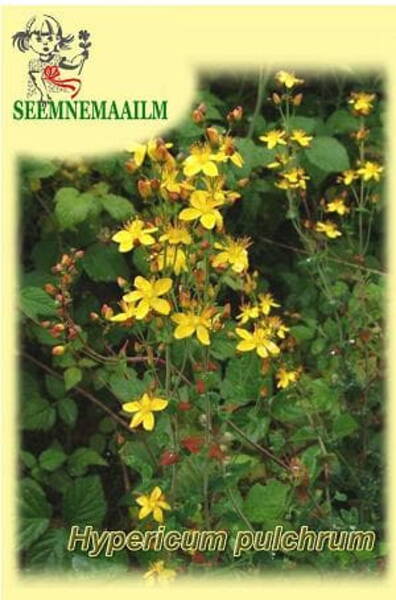 Hypericum pulchrum
