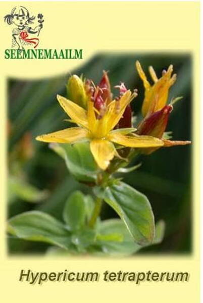 Зверобой четырёхкрылый (Hypericum tetrapterum)