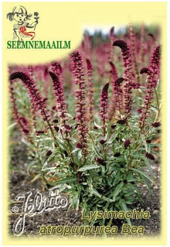 Burgundy Loosestrife "Beaujolais"