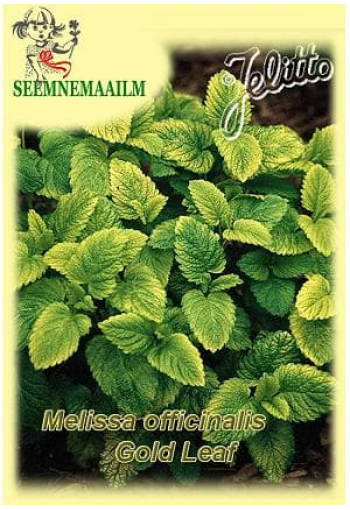 Lemon balm "Gold Leaf" Melissa officinalis