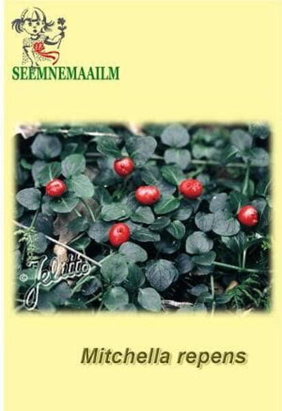 Mitchella repens
