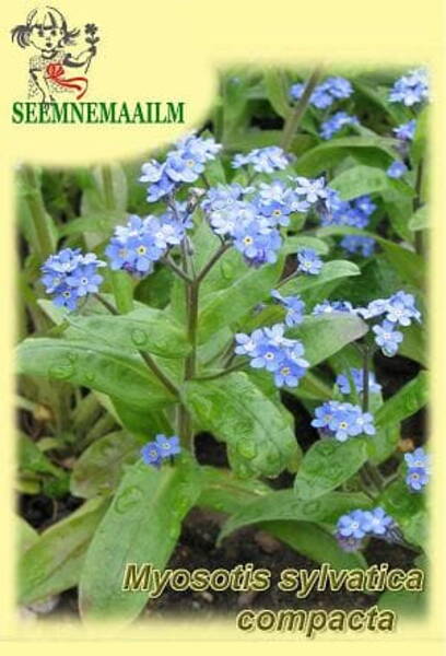 Mets-lõosilm "Victoria Indigo-Blue" Myosotis sylvatica compacta