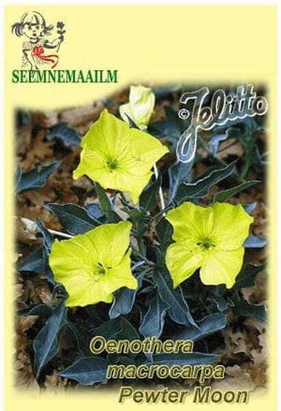 Missuuri kuningakepp "Pewter Moon" Oenothera macrocarpa ssp. incana