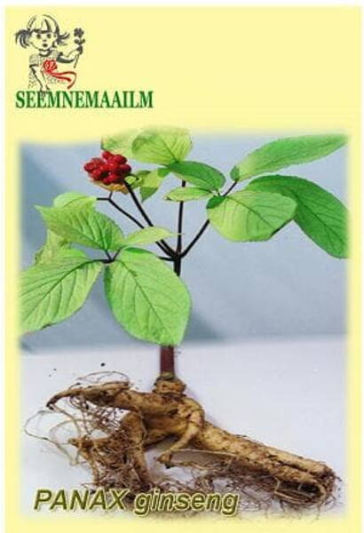 Ginseng