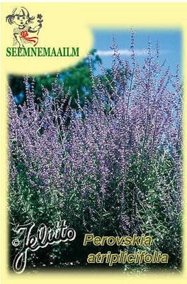 Russian sage "Taiga"