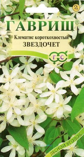 Клематис короткохвостый (Ломонос амурский) Clematis brevicaudata