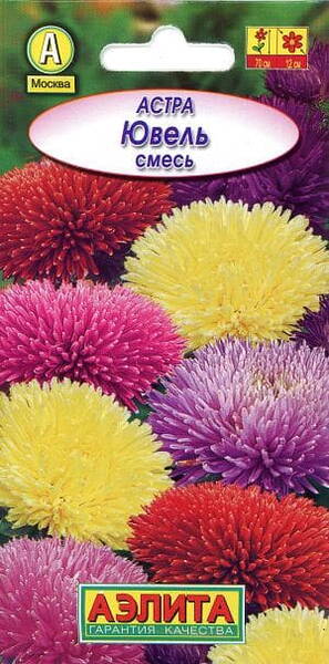 Aster "Juwel" (mix) Aster "Juwel" (mix)
