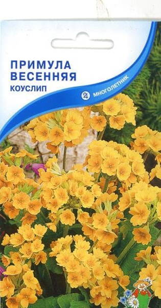 Примула Primula veris
