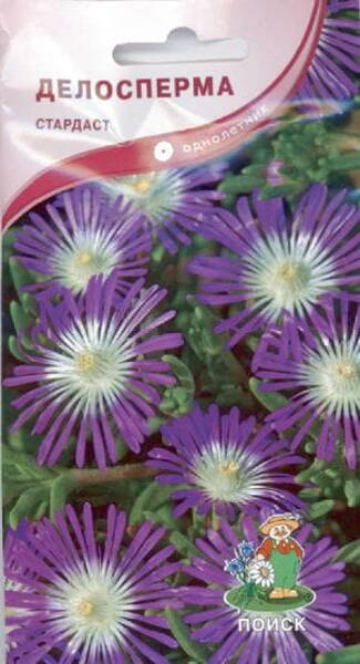 Maukleht "Stardust" Delosperma floribunda