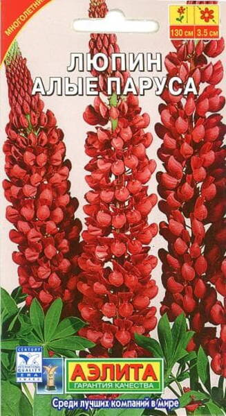 Lupin des jardins "Alye Parusa" Lupin des jardins "Alye Parusa"