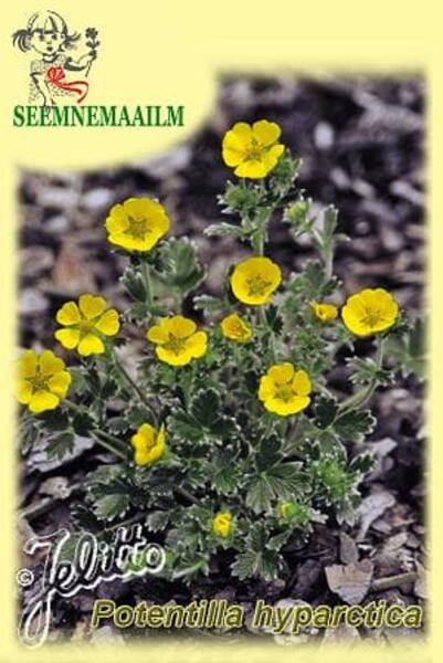 Lähisarktiline maran Potentilla hyparctica