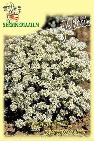 Pürenee kilbirohi Ptilotrichum pyrenaicum Pürenee kilbirohi Ptilotrichum pyrenaicum